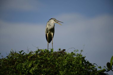 Bu görüntüde bir gri balıkçıl, uzun bacakları, ince boynu, gri tüyleri ve keskin sarı gagasıyla tanınan büyük bir kuş bulunur. Bu yetenekli avcılar sığ sularda sabırla balık avlarlar, genellikle bunun gibi belirgin bir şekilde tüneyerek..