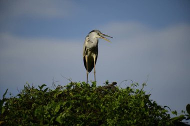 Bu görüntüde bir gri balıkçıl, uzun bacakları, ince boynu, gri tüyleri ve keskin sarı gagasıyla tanınan büyük bir kuş bulunur. Bu yetenekli avcılar sığ sularda sabırla balık avlarlar, genellikle bunun gibi belirgin bir şekilde tüneyerek..