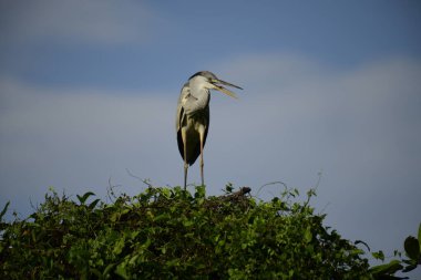 Bu görüntüde bir gri balıkçıl, uzun bacakları, ince boynu, gri tüyleri ve keskin sarı gagasıyla tanınan büyük bir kuş bulunur. Bu yetenekli avcılar sığ sularda sabırla balık avlarlar, genellikle bunun gibi belirgin bir şekilde tüneyerek..