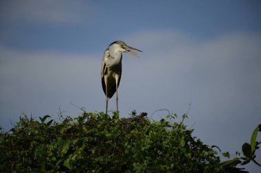 Bu görüntüde bir gri balıkçıl, uzun bacakları, ince boynu, gri tüyleri ve keskin sarı gagasıyla tanınan büyük bir kuş bulunur. Bu yetenekli avcılar sığ sularda sabırla balık avlarlar, genellikle bunun gibi belirgin bir şekilde tüneyerek..