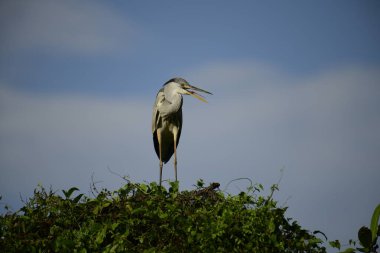 Bu görüntüde bir gri balıkçıl, uzun bacakları, ince boynu, gri tüyleri ve keskin sarı gagasıyla tanınan büyük bir kuş bulunur. Bu yetenekli avcılar sığ sularda sabırla balık avlarlar, genellikle bunun gibi belirgin bir şekilde tüneyerek..