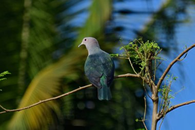 Yeşil İmparatorluk Güvercini (Ducula aenea), genellikle tropikal Asya 'da bulunan, metalik yeşil üst parçalı, beyaz başlı ve alt parçalı büyük, tombul bir orman güvercini..