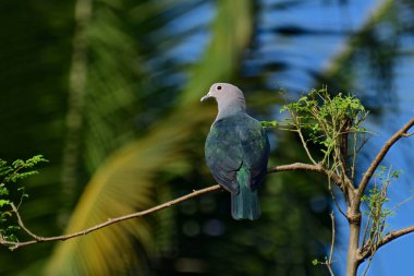 Yeşil İmparatorluk Güvercini (Ducula aenea), genellikle tropikal Asya 'da bulunan, metalik yeşil üst parçalı, beyaz başlı ve alt parçalı büyük, tombul bir orman güvercini..