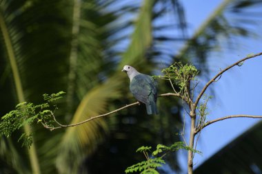 Yeşil İmparatorluk Güvercini (Ducula aenea), genellikle tropikal Asya 'da bulunan, metalik yeşil üst parçalı, beyaz başlı ve alt parçalı büyük, tombul bir orman güvercini..