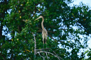Görüntü, bir dala tünemiş Mor Balıkçıl (Ardea purpurea), ince gövdesi ve uzun, zarif boynu ile bulanık yeşil ve mavi arka plan üzerine vurgulanmış..