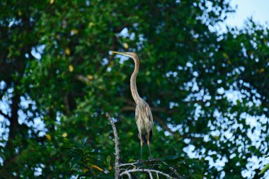 Görüntü, bir dala tünemiş Mor Balıkçıl (Ardea purpurea), ince gövdesi ve uzun, zarif boynu ile bulanık yeşil ve mavi arka plan üzerine vurgulanmış..