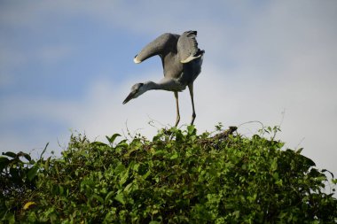 Gri balıkçıl açık mavi gökyüzüne karşı canlı yeşil bir gölgelik üzerinde tünemiş, kanatları hafifçe yukarıda, başı eğik, muhtemelen av ya da avlanma için tarama yapan, doğal ortamında zarif bir sulak bölge kuşu..