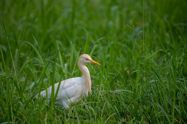 Bu Egret sığırı yemyeşil otların arasında belirgin bir şekilde duruyor, el değmemiş beyaz tüylerini, ayırt edici sarı gagasını ve gözlerini gösteriyor. Üreme sırasında, yetişkinler kafalarında, göğüslerinde ve sırtlarında koyu renkli tüyler sergiler..