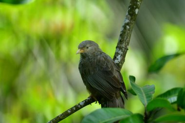 Sarı gagalı Babbler, sarı gagası ve gri-kahverengi tüyleriyle tanınan Sri Lanka ve güney Hindistan 'da yaşayan yaygın bir kuş. Çalılıklarda, bahçelerde ve tarlalarda yetişir..