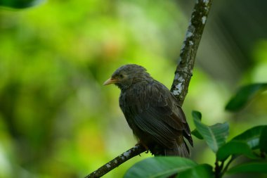 Sarı gagalı Babbler, sarı gagası ve gri-kahverengi tüyleriyle tanınan Sri Lanka ve güney Hindistan 'da yaşayan yaygın bir kuş. Çalılıklarda, bahçelerde ve tarlalarda yetişir..