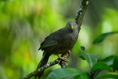 Sarı gagalı Babbler, sarı gagası ve gri-kahverengi tüyleriyle tanınan Sri Lanka ve güney Hindistan 'da yaşayan yaygın bir kuş. Çalılıklarda, bahçelerde ve tarlalarda yetişir..
