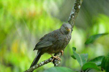 Sarı gagalı Babbler, sarı gagası ve gri-kahverengi tüyleriyle tanınan Sri Lanka ve güney Hindistan 'da yaşayan yaygın bir kuş. Çalılıklarda, bahçelerde ve tarlalarda yetişir..
