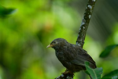 Sarı gagalı Babbler, sarı gagası ve gri-kahverengi tüyleriyle tanınan Sri Lanka ve güney Hindistan 'da yaşayan yaygın bir kuş. Çalılıklarda, bahçelerde ve tarlalarda yetişir..