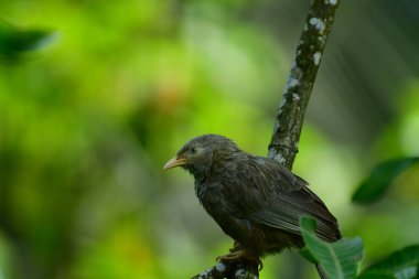 Sarı gagalı Babbler, sarı gagası ve gri-kahverengi tüyleriyle tanınan Sri Lanka ve güney Hindistan 'da yaşayan yaygın bir kuş. Çalılıklarda, bahçelerde ve tarlalarda yetişir..