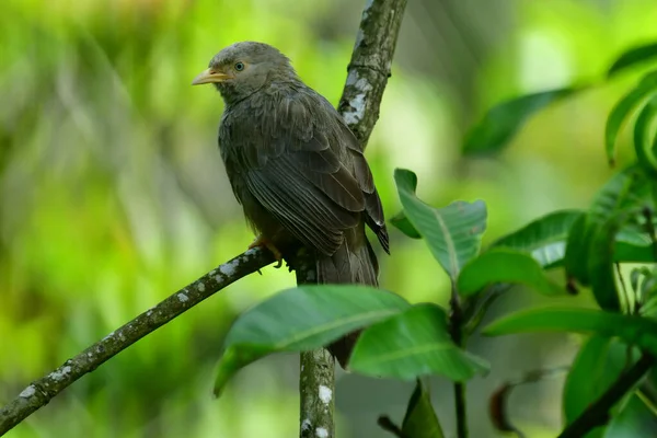 Sarı gagalı Babbler, sarı gagası ve gri-kahverengi tüyleriyle tanınan Sri Lanka ve güney Hindistan 'da yaşayan yaygın bir kuş. Çalılıklarda, bahçelerde ve tarlalarda yetişir..