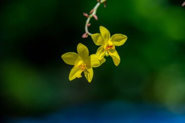 İki canlı sarı orkide, muhtemelen Spatthoglottis, ince bir gövdede narin bir şekilde çiçek açar. Zarif taç yaprakları ve göze çarpan merkezleri yemyeşil ve koyu mavi yaprakların yumuşak bulanık arka planına karşı dururlar..