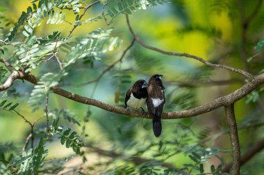 İki koyu tüylü munia kuşu, muhtemelen beyaz popolu, canlı yeşil yaprakların arasında ince bir dala yakın konuyor. Bir kuş, arkadaşının karanlık özellikleriyle çelişen, alt tarafında ayırt edici beyaz tüyler gösterir..