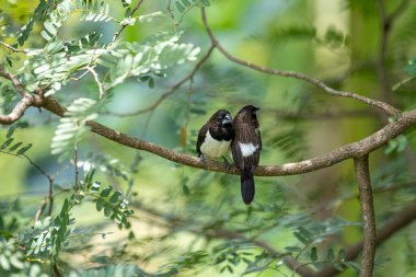 İki koyu tüylü munia kuşu, muhtemelen beyaz popolu, canlı yeşil yaprakların arasında ince bir dala yakın konuyor. Bir kuş, arkadaşının karanlık özellikleriyle çelişen, alt tarafında ayırt edici beyaz tüyler gösterir..