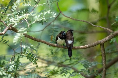 İki koyu tüylü munia kuşu, muhtemelen beyaz popolu, canlı yeşil yaprakların arasında ince bir dala yakın konuyor. Bir kuş, arkadaşının karanlık özellikleriyle çelişen, alt tarafında ayırt edici beyaz tüyler gösterir..