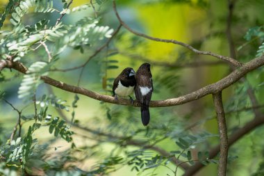 İki koyu tüylü munia kuşu, muhtemelen beyaz popolu, canlı yeşil yaprakların arasında ince bir dala yakın konuyor. Bir kuş, arkadaşının karanlık özellikleriyle çelişen, alt tarafında ayırt edici beyaz tüyler gösterir..