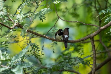 İki koyu tüylü munia kuşu, muhtemelen beyaz popolu, canlı yeşil yaprakların arasında ince bir dala yakın konuyor. Bir kuş, arkadaşının karanlık özellikleriyle çelişen, alt tarafında ayırt edici beyaz tüyler gösterir..