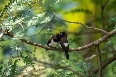 İki koyu tüylü munia kuşu, muhtemelen beyaz popolu, canlı yeşil yaprakların arasında ince bir dala yakın konuyor. Bir kuş, arkadaşının karanlık özellikleriyle çelişen, alt tarafında ayırt edici beyaz tüyler gösterir..