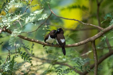 İki koyu tüylü munia kuşu, muhtemelen beyaz popolu, canlı yeşil yaprakların arasında ince bir dala yakın konuyor. Bir kuş, arkadaşının karanlık özellikleriyle çelişen, alt tarafında ayırt edici beyaz tüyler gösterir..