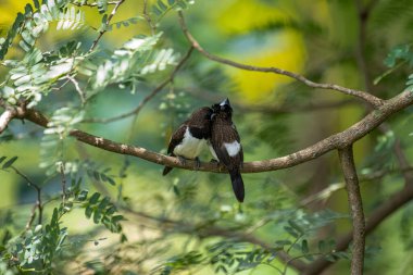 İki koyu tüylü munia kuşu, muhtemelen beyaz popolu, canlı yeşil yaprakların arasında ince bir dala yakın konuyor. Bir kuş, arkadaşının karanlık özellikleriyle çelişen, alt tarafında ayırt edici beyaz tüyler gösterir..