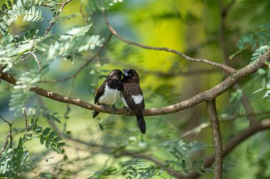 İki koyu tüylü munia kuşu, muhtemelen beyaz popolu, canlı yeşil yaprakların arasında ince bir dala yakın konuyor. Bir kuş, arkadaşının karanlık özellikleriyle çelişen, alt tarafında ayırt edici beyaz tüyler gösterir..
