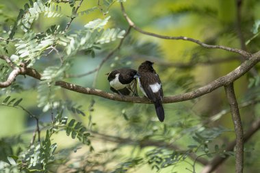 İki koyu tüylü munia kuşu, muhtemelen beyaz popolu, canlı yeşil yaprakların arasında ince bir dala yakın konuyor. Bir kuş, arkadaşının karanlık özellikleriyle çelişen, alt tarafında ayırt edici beyaz tüyler gösterir..