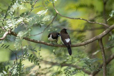İki koyu tüylü munia kuşu, muhtemelen beyaz popolu, canlı yeşil yaprakların arasında ince bir dala yakın konuyor. Bir kuş, arkadaşının karanlık özellikleriyle çelişen, alt tarafında ayırt edici beyaz tüyler gösterir..