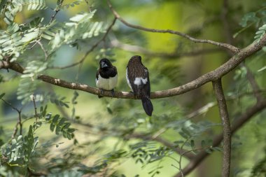 İki koyu tüylü munia kuşu, muhtemelen beyaz popolu, canlı yeşil yaprakların arasında ince bir dala yakın konuyor. Bir kuş, arkadaşının karanlık özellikleriyle çelişen, alt tarafında ayırt edici beyaz tüyler gösterir..