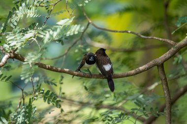 İki koyu tüylü munia kuşu, muhtemelen beyaz popolu, canlı yeşil yaprakların arasında ince bir dala yakın konuyor. Bir kuş, arkadaşının karanlık özellikleriyle çelişen, alt tarafında ayırt edici beyaz tüyler gösterir..