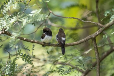 İki koyu tüylü munia kuşu, muhtemelen beyaz popolu, canlı yeşil yaprakların arasında ince bir dala yakın konuyor. Bir kuş, arkadaşının karanlık özellikleriyle çelişen, alt tarafında ayırt edici beyaz tüyler gösterir..
