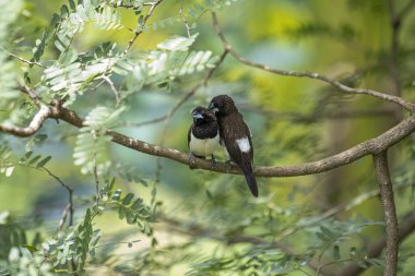 İki koyu tüylü munia kuşu, muhtemelen beyaz popolu, canlı yeşil yaprakların arasında ince bir dala yakın konuyor. Bir kuş, arkadaşının karanlık özellikleriyle çelişen, alt tarafında ayırt edici beyaz tüyler gösterir..