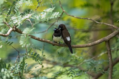 İki koyu tüylü munia kuşu, muhtemelen beyaz popolu, canlı yeşil yaprakların arasında ince bir dala yakın konuyor. Bir kuş, arkadaşının karanlık özellikleriyle çelişen, alt tarafında ayırt edici beyaz tüyler gösterir..