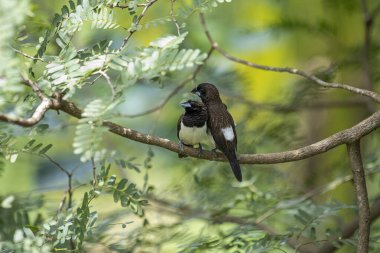 İki koyu tüylü munia kuşu, muhtemelen beyaz popolu, canlı yeşil yaprakların arasında ince bir dala yakın konuyor. Bir kuş, arkadaşının karanlık özellikleriyle çelişen, alt tarafında ayırt edici beyaz tüyler gösterir..