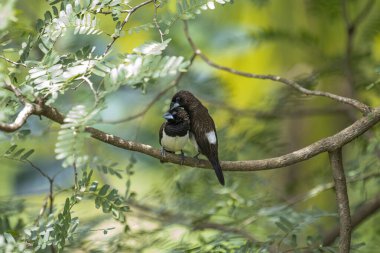 İki koyu tüylü munia kuşu, muhtemelen beyaz popolu, canlı yeşil yaprakların arasında ince bir dala yakın konuyor. Bir kuş, arkadaşının karanlık özellikleriyle çelişen, alt tarafında ayırt edici beyaz tüyler gösterir..