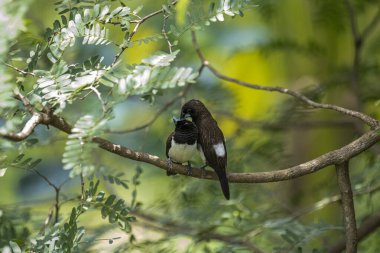 İki koyu tüylü munia kuşu, muhtemelen beyaz popolu, canlı yeşil yaprakların arasında ince bir dala yakın konuyor. Bir kuş, arkadaşının karanlık özellikleriyle çelişen, alt tarafında ayırt edici beyaz tüyler gösterir..