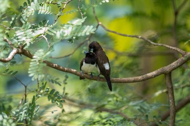İki koyu tüylü munia kuşu, muhtemelen beyaz popolu, canlı yeşil yaprakların arasında ince bir dala yakın konuyor. Bir kuş, arkadaşının karanlık özellikleriyle çelişen, alt tarafında ayırt edici beyaz tüyler gösterir..
