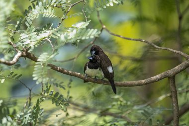 İki koyu tüylü munia kuşu, muhtemelen beyaz popolu, canlı yeşil yaprakların arasında ince bir dala yakın konuyor. Bir kuş, arkadaşının karanlık özellikleriyle çelişen, alt tarafında ayırt edici beyaz tüyler gösterir..