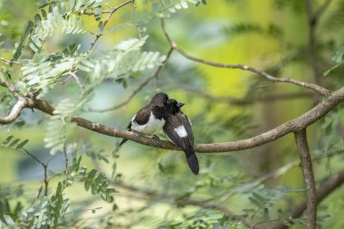 İki koyu tüylü munia kuşu, muhtemelen beyaz popolu, canlı yeşil yaprakların arasında ince bir dala yakın konuyor. Bir kuş, arkadaşının karanlık özellikleriyle çelişen, alt tarafında ayırt edici beyaz tüyler gösterir..