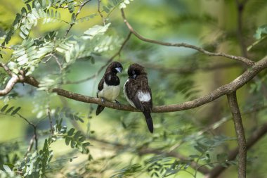 İki koyu tüylü munia kuşu, muhtemelen beyaz popolu, canlı yeşil yaprakların arasında ince bir dala yakın konuyor. Bir kuş, arkadaşının karanlık özellikleriyle çelişen, alt tarafında ayırt edici beyaz tüyler gösterir..