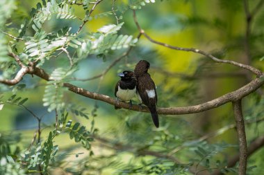 İki koyu tüylü munia kuşu, muhtemelen beyaz popolu, canlı yeşil yaprakların arasında ince bir dala yakın konuyor. Bir kuş, arkadaşının karanlık özellikleriyle çelişen, alt tarafında ayırt edici beyaz tüyler gösterir..