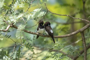 İki koyu tüylü munia kuşu, muhtemelen beyaz popolu, canlı yeşil yaprakların arasında ince bir dala yakın konuyor. Bir kuş, arkadaşının karanlık özellikleriyle çelişen, alt tarafında ayırt edici beyaz tüyler gösterir..