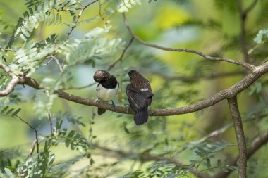 İki koyu tüylü munia kuşu, muhtemelen beyaz popolu, canlı yeşil yaprakların arasında ince bir dala yakın konuyor. Bir kuş, arkadaşının karanlık özellikleriyle çelişen, alt tarafında ayırt edici beyaz tüyler gösterir..