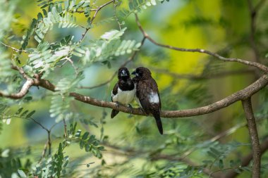 İki koyu tüylü munia kuşu, muhtemelen beyaz popolu, canlı yeşil yaprakların arasında ince bir dala yakın konuyor. Bir kuş, arkadaşının karanlık özellikleriyle çelişen, alt tarafında ayırt edici beyaz tüyler gösterir..