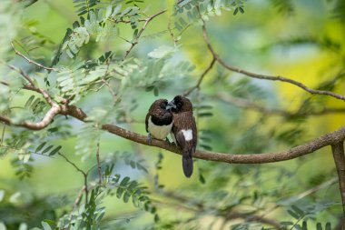 İki koyu tüylü munia kuşu, muhtemelen beyaz popolu, canlı yeşil yaprakların arasında ince bir dala yakın konuyor. Bir kuş, arkadaşının karanlık özellikleriyle çelişen, alt tarafında ayırt edici beyaz tüyler gösterir..