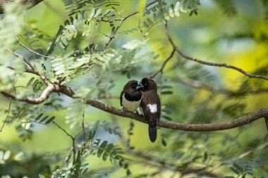 İki koyu tüylü munia kuşu, muhtemelen beyaz popolu, canlı yeşil yaprakların arasında ince bir dala yakın konuyor. Bir kuş, arkadaşının karanlık özellikleriyle çelişen, alt tarafında ayırt edici beyaz tüyler gösterir..