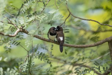 İki koyu tüylü munia kuşu, muhtemelen beyaz popolu, canlı yeşil yaprakların arasında ince bir dala yakın konuyor. Bir kuş, arkadaşının karanlık özellikleriyle çelişen, alt tarafında ayırt edici beyaz tüyler gösterir..